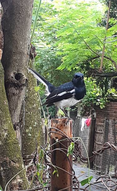 istock Oriental Magpie Robin Bird on a Stand 1718402033
