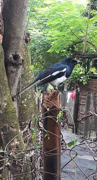 istock Oriental Magpie Robin Bird Resting on a Stand 1718407514
