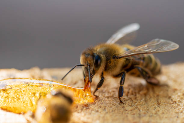 istock Worker bee collecting nectar, closeup. Beekeeping in countryside 1718408598