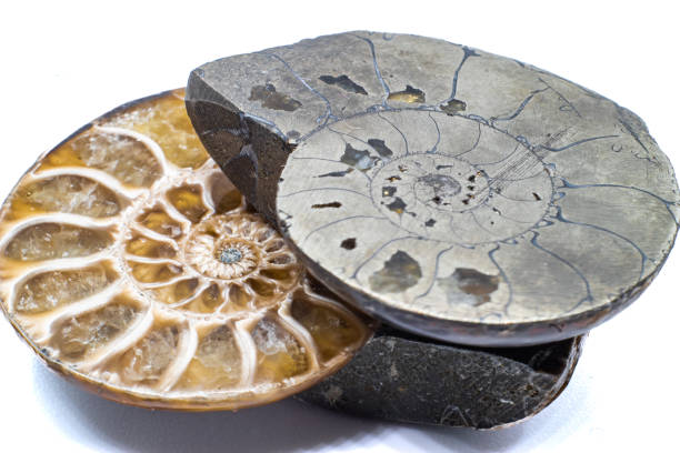 istock Macro opalized ammonite, ammolite crystal silicate fossil slice isolated on a white background surface background 1718419525