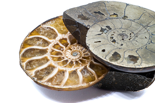 A closeup shot of ammonite displayed in a museum
