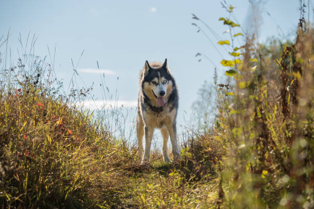 istock Husky dog with multi colored eyes looking at camera in a field in autumn 1718419747
