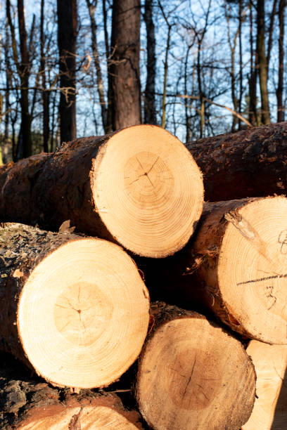 istock Stack of wood beams in the forest 1718426278