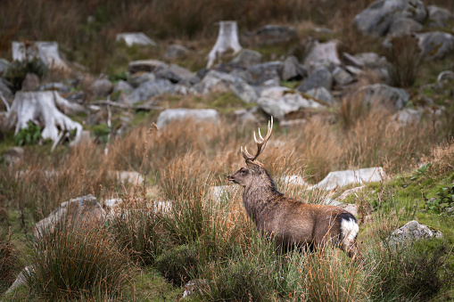 Sika deer stag in a rural location in Scotland on an autumn morning