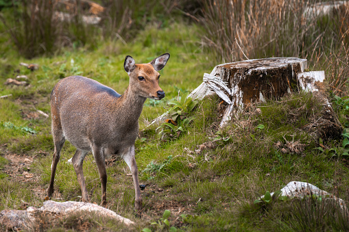 Young Sika deer in a rural location in Scotland on an autumn morning