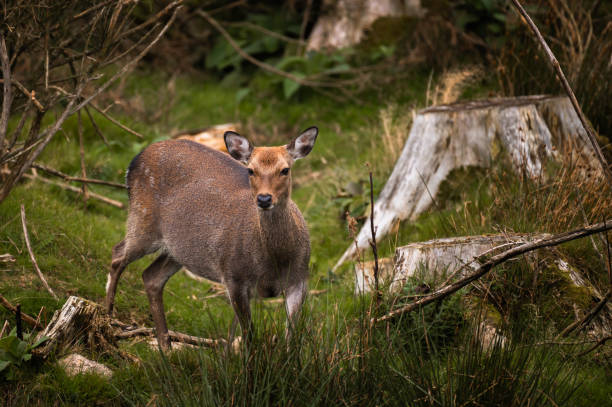 istock Deer in a rural location in Scotland 1718432279