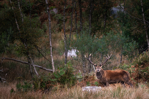Red deer stag in a rural location in Scotland on an autumn morning