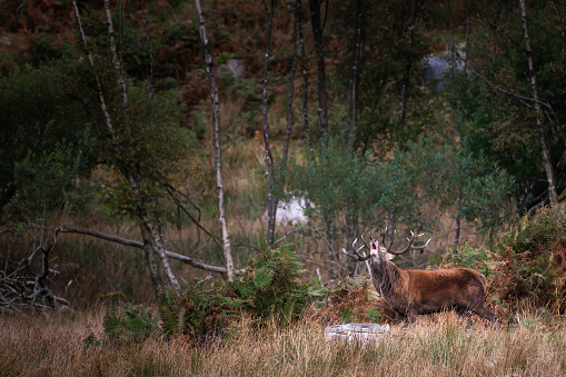 Red deer stag calling in a remote rural location in Scotland on an autumn morning