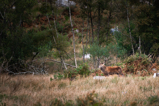 Young bull moose resting in the shade.