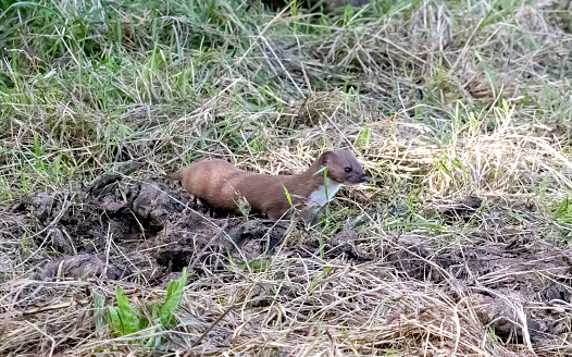 Weasel from RSPB Frampton marsh