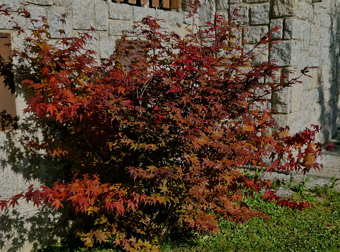 Bloodgood backdrop of a Japanese garden. It is a taller shrub of air habit. thicken the crown to create a relatively compact habitus.
  the leaves are deep red, usually seven-lobed,  not change color, acer palmatum , bloodgood, thuja occidentalis