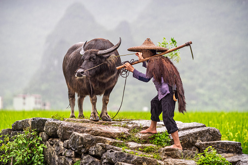 chinese farmer playing with a branch with his ox in the rice fieldsun Guilin, China