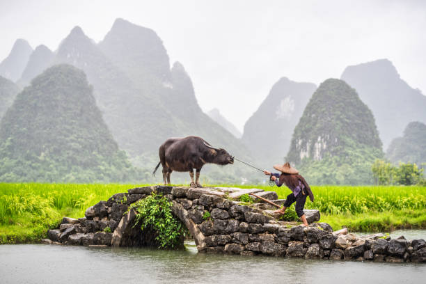 Thai Water Buffalos at Talay Noi Lake, Phatthalung, Thailand