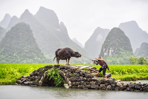 Old Chinese farmer pulling his water buffalo across an old stone bridge in front of a rice field in Guilin.
