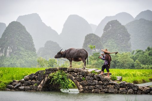 Old chinese farmer with water buffalo against rice field crossing an ancient bridge with the characteristics mountains in the background