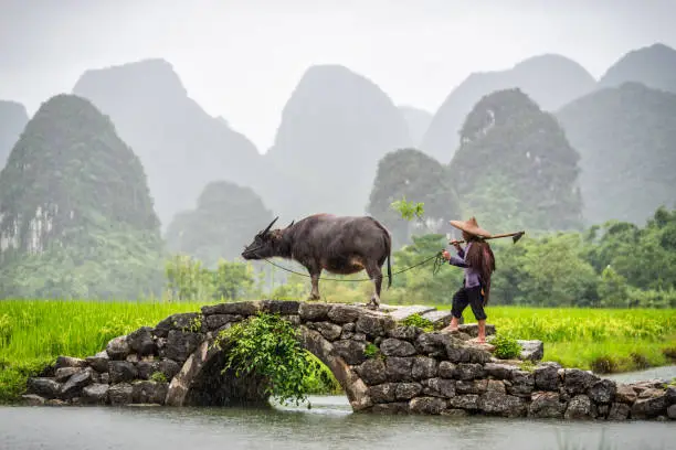 Old chinese farmer with water buffalo against rice field crossing an ancient bridge with the characteristics mountains in the background