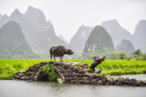 Old Chinese farmer pulling his water buffalo that does not obey, across an old stone bridge in front of a rice field in Guilin.