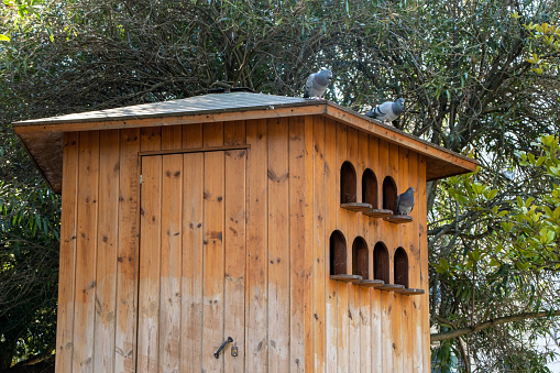A spacious wooden birdhouse nestled in the serene park, providing a welcoming haven for our feathered friends.