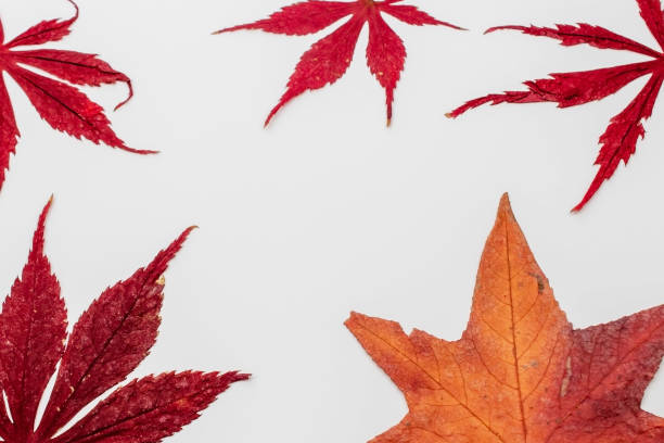 istock Fall maple leaves on white background, autumn floral texture 1718453554