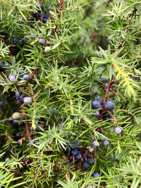 istock Juniper bush in detail with ripe berries. 1718456928