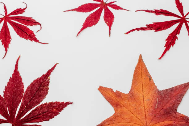 istock Fall maple leaves on white background, autumn floral texture 1718457524