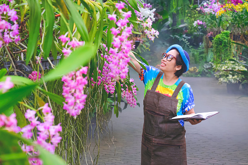 Asian adult female gardener in casual style is checking and recording the quality of Pink Rhynchostylis Gigantea hybrid orchids are blooming inside of ornamental greenhouse