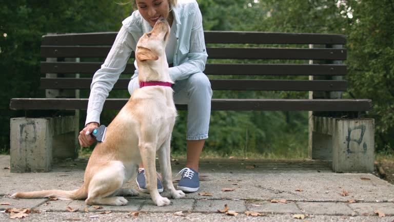 Young woman taking a break from a walk and brushing and grooming her lovely dog in public park