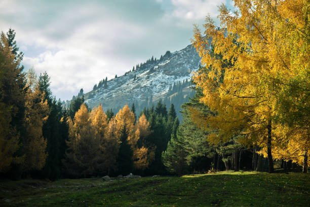 Sunlit mountain forest in autumn morning