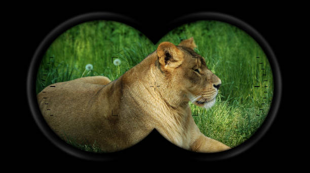 緑の草の中で休む雌ライオンとの双眼鏡の視点 - binoculars point of view ストックフォトと画像
