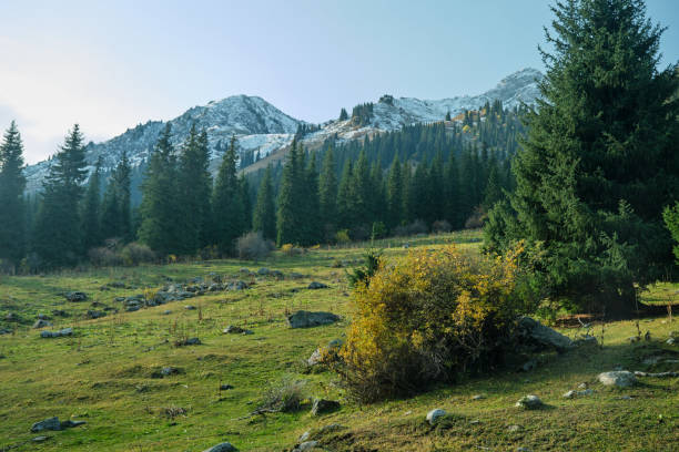 istock Mountain covered by spruce forest with snowcapped peaks on background 1718480146