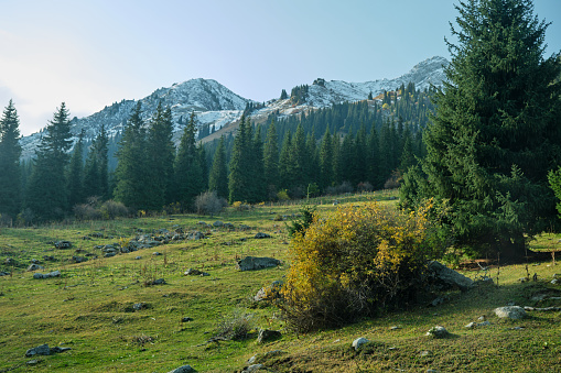 Mountain covered by spruce forest with snowcapped peaks on background