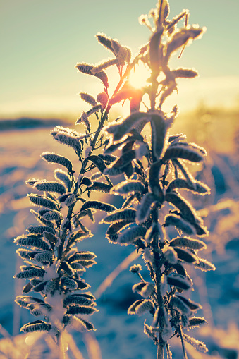 Two withered lupine plants covered in frost and rime ice in winter sunlight.