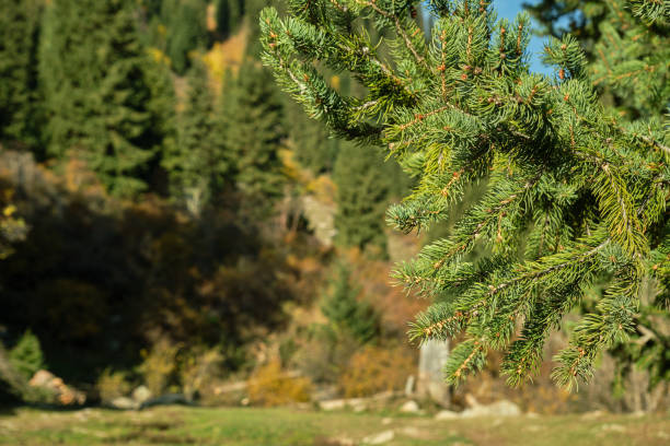 Tien Shan mountain forest in autumn