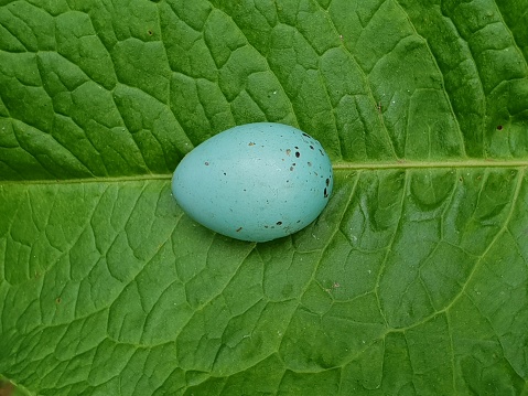 Eggshell on Leaf Spring