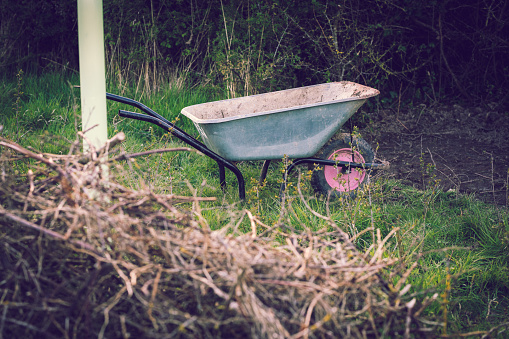 A wheelbarrow rests on grass next to a dead hedge and a tree shelter in winter, in the British countryside.
