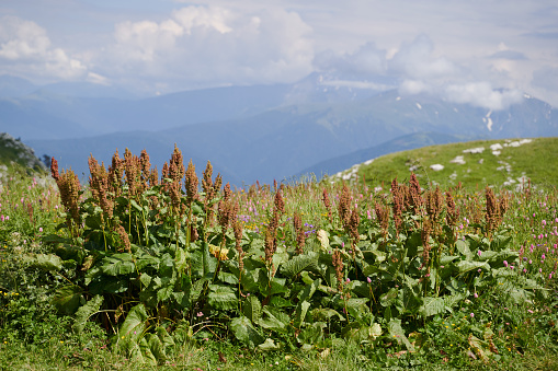 Green succulent bushes of horse sorrel against the backdrop of the mountains. High quality photo.