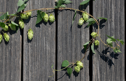 A vine of wild hops forms a frame against a background of dark rustic wood. There is space for text
