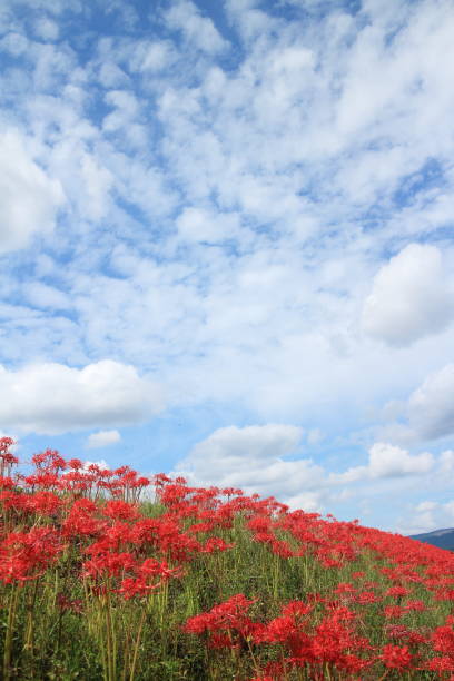 istock A clear sky with red spider lilies and clouds 1718499550