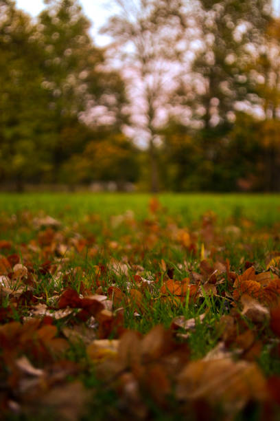 istock Autumn photo on the leaves 1718501210
