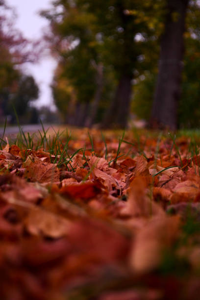 istock Autumn photo on the leaves 1718501848