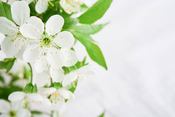 istock Blooming white apple or cherry blossom. Happy Passover background. Spring Easter background of macro cherry blossom tree branch. World environment day. Easter, Birthday, womens day holiday. Top view. 1718502382