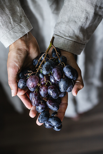 Close-up of woman hands holding bunch of black grapes. Female with fresh red grapes in hands.
