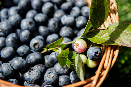 Fresh picked blueberries in basket outdoors. Blueberries in wicker basket with leaves.