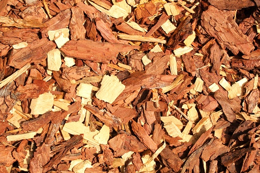 Pile of wood chips background. Texture of colored wood pieces. Natural bark material pattern. Close-up of decorative mulch