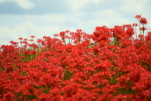 A cluster of red spider lilies that are in full bloom