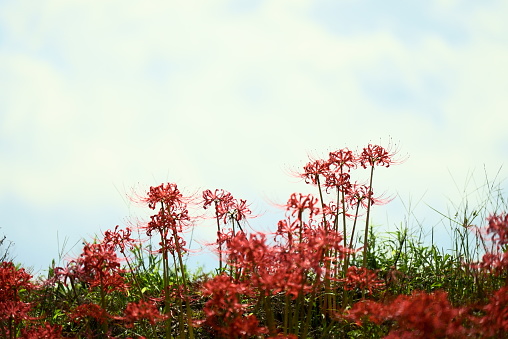 Cute red spider lily blooming on the ridge