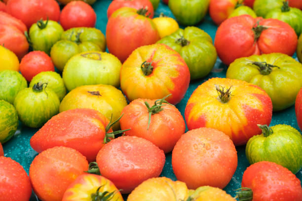 tomates anciennes multicolores sur un marché, tomates fraîches. - heirloom tomato food tomato crate photos et images de collection