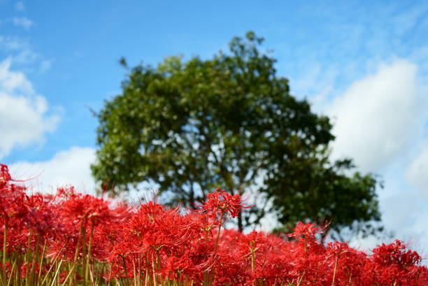 istock Natural landscape with red spider lily, trees and sky 1718553364