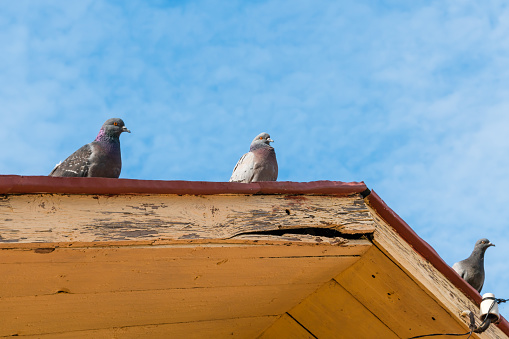 Numerous birds of different colors on the roof of a small house, yellow walls and a red roof, city landscape, city birds, sky and clouds, summer.