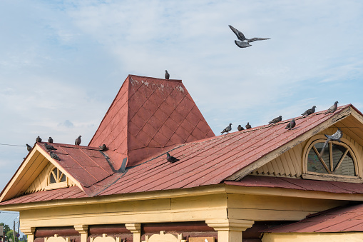 Numerous birds of different colors on the roof of a small house, yellow walls and a red roof, city landscape, city birds, sky and clouds, summer.